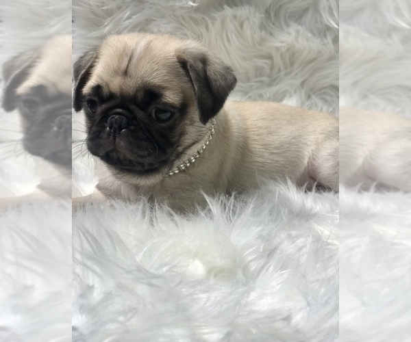 Medium Photo #7 Pug Puppy For Sale in CANTON, CT, USA
