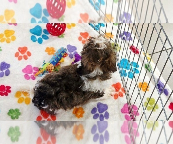 Medium Photo #10 Havashire Puppy For Sale in ORO VALLEY, AZ, USA