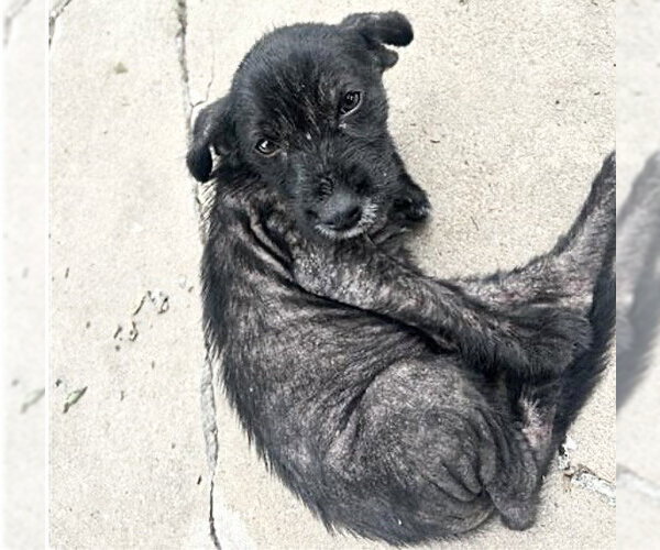 Medium Photo #1 Labrador Retriever Puppy For Sale in Houston, TX, USA