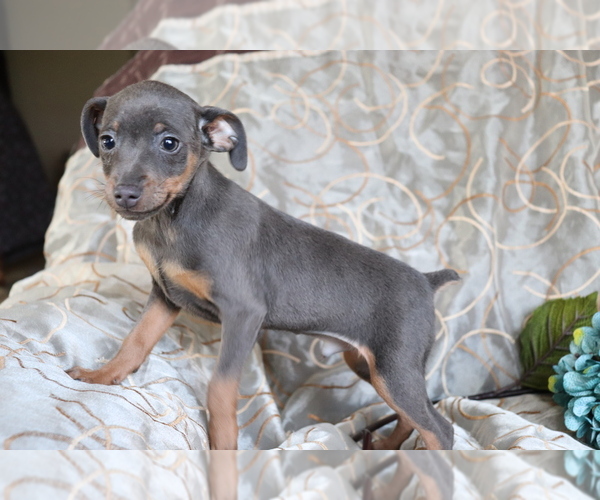 View Ad Miniature Pinscher Puppy for Sale near Ohio