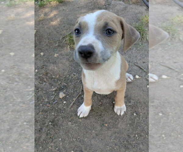 Medium Photo #2 Mutt Puppy For Sale in Wenonah, NJ, USA