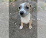 Small #1 Mutt