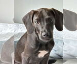 Small #1 Dachshund Mix