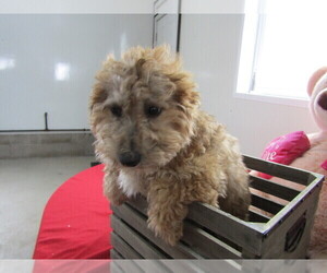 Goldendoodle Puppy for sale in KALAMAZOO, MI, USA