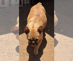 Mother of the French Bulldog puppies born on 06/26/2025