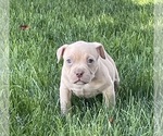 Puppy Mr Casper American Bully