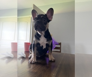 French Bulldog Puppy for Sale in NORTH PORT, Florida USA