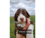 Small Photo #5 Aussie-Poo-Poodle (Standard) Mix Puppy For Sale in CHENOA, IL, USA