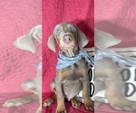 Small #3 Doberman Pinscher