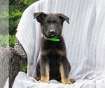 Small Photo #3 German Shepherd Dog Puppy For Sale in KINZERS, PA, USA