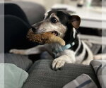 Small Photo #10 Jack Russell Terrier Puppy For Sale in Arlington, WA, USA