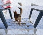 Small #18 German Shepherd Dog