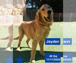 Jayden - Female Golden Retriever Dog for Adoption - Photo #3