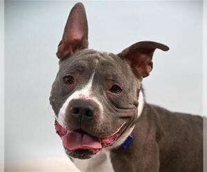 American Pit Bull Terrier Dogs for adoption in Fort Collins, CO, USA