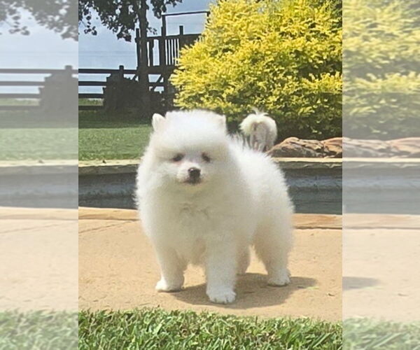 Medium Photo #4 Pomeranian Puppy For Sale in MONTGOMERY, TX, USA