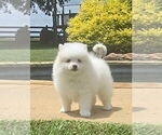 Small #3 Pomeranian