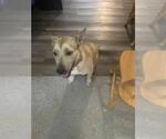 Small American Staffordshire Terrier Mix
