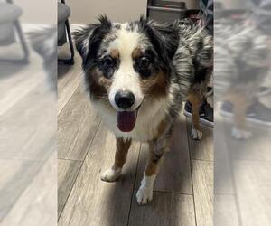 Australian Shepherd Dogs for adoption in Redlands, CA, USA