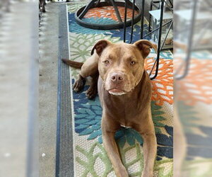Coco - Female Siberian Husky-Unknown Mix Dog for Adoption - Photo #3