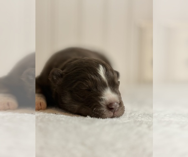 Medium Photo #2 Siberian Husky Puppy For Sale in HEMET, CA, USA