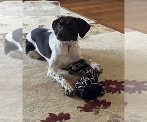 Mother of the German Shorthaired Pointer puppies born on 05/12/2026