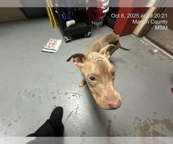 Medium Photo #1 American Pit Bull Terrier Puppy For Sale in Ocala, FL, USA