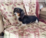 Small #5 Dachshund