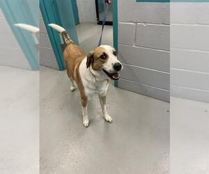 Labrador Retriever-Unknown Mix Dogs for adoption in Waco, TX, USA