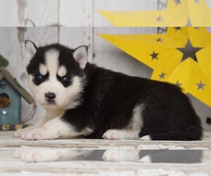 Siberian Husky Puppy for sale in FREDERICKSBG, OH, USA