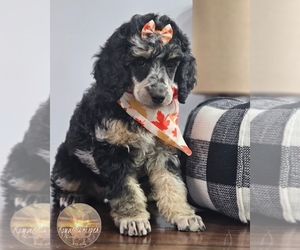 Poodle (Miniature) Puppy for sale in PAYSON, UT, USA