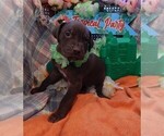 Puppy AKC Coka Great Dane