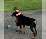 Small #2 Doberman Pinscher Mix