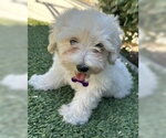 Small #1 Maltipoo (Miniature)