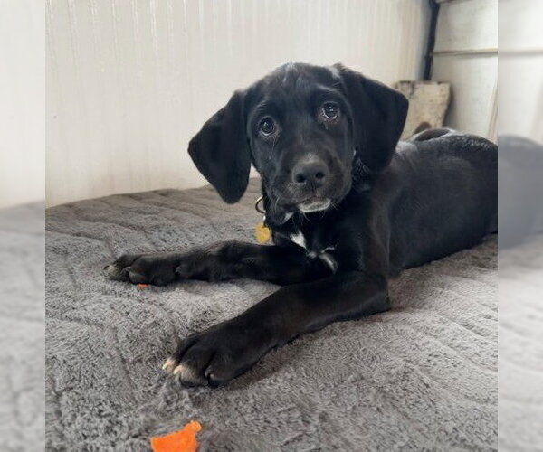 Medium Photo #1 Colonial Cocker Spaniel-Retriever  Mix Puppy For Sale in Fargo, ND, USA