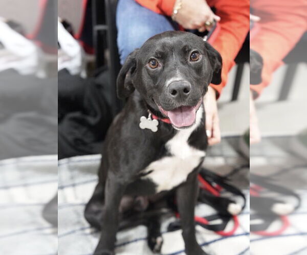 Medium Photo #13 Labrador Retriever-Unknown Mix Puppy For Sale in Boston, MA, USA