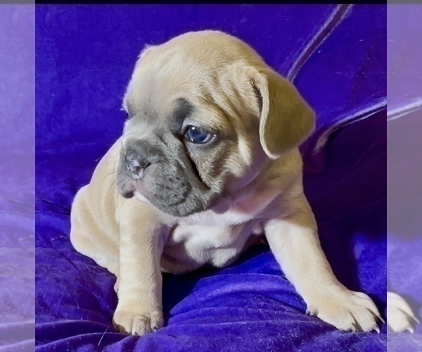 Medium Photo #11 French Bulldog Puppy For Sale in WEXFORD, PA, USA
