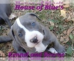 Small #17 American Pit Bull Terrier