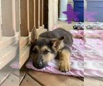 Small Photo #3 German Shepherd Dog Puppy For Sale in DUNN, NC, USA