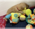 Small Photo #16 Golden Retriever Puppy For Sale in SUMMERVILLE, SC, USA