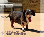 Small #14 Dachshund