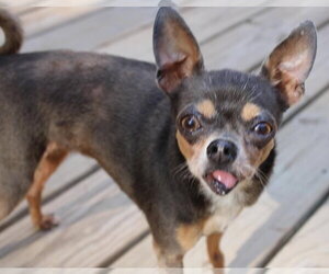 Chihuahua Dogs for adoption in Boonton, NJ, USA