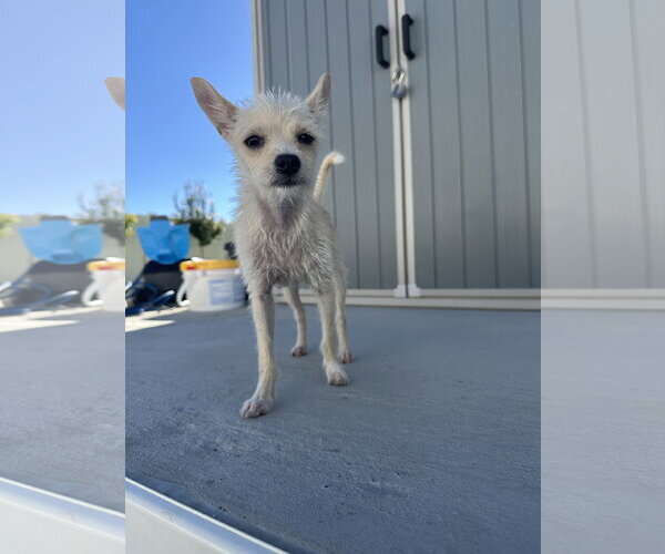 Medium Photo #5 Chihuahua-Unknown Mix Puppy For Sale in Sandy, UT, USA