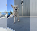 Small #4 Chihuahua Mix