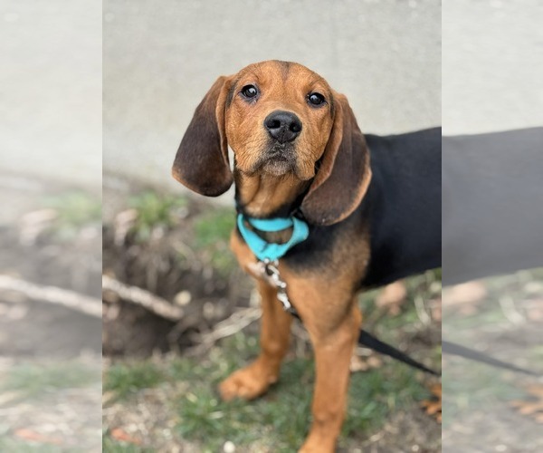 Medium Photo #2 Mutt Puppy For Sale in Woodbury, NY, USA