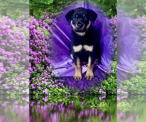 Rottweiler Puppy for Sale in REMER, Minnesota USA