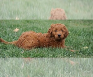Goldendoodle Puppy for sale in FREDERICKSBG, OH, USA