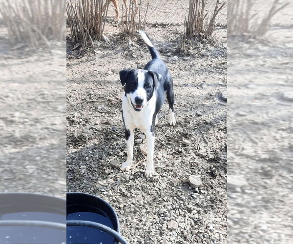 Medium Photo #2 Border Collie-Mountain Cur Mix Puppy For Sale in Mountain View, AR, USA