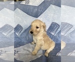Small Photo #17 Goldendoodle Puppy For Sale in MC LEANSVILLE, NC, USA