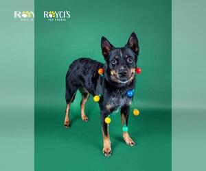 Australian Kelpie-Unknown Mix Dogs for adoption in West Valley, UT, USA