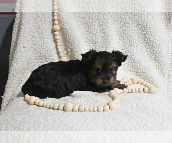Medium Photo #3 Yorkshire Terrier Puppy For Sale in BALTIC, OH, USA